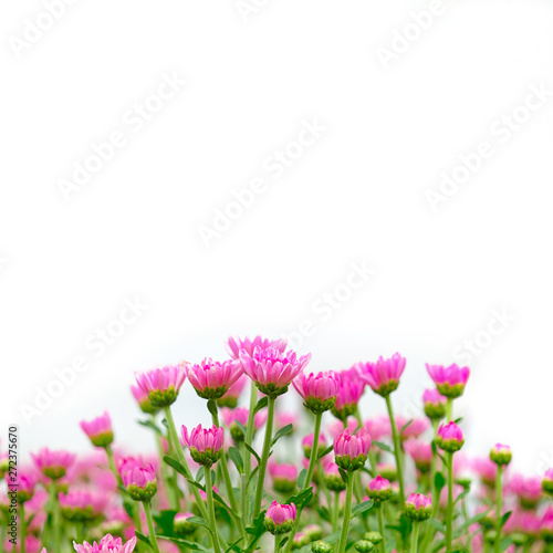 White pink Chrysanthemum flower on white background