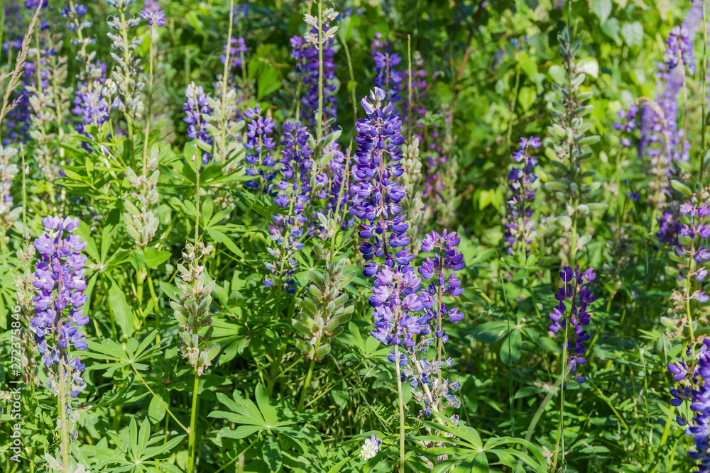 Fragment of thickets of wild perennial lupine among tall grass Fragment of thickets of wild perennial lupine among tall grass