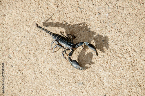 Emperor Scorpion on the cement floor,Hard light makes to shadow of Scorpion. photo