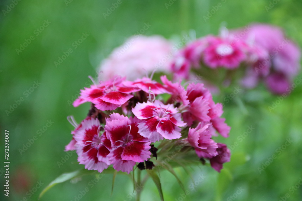 Obraz premium flower in the garden