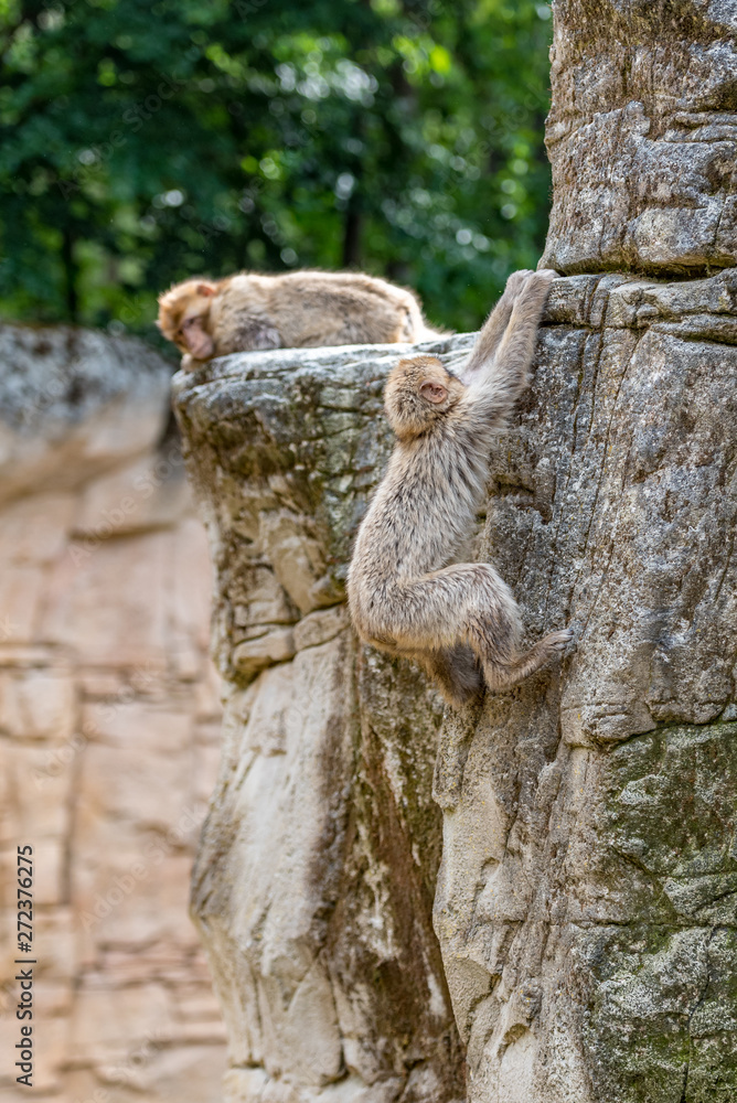 two Barbary Monkeys on a mountain