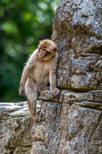 Barbary Macaque is sitting on an edge against the mountain