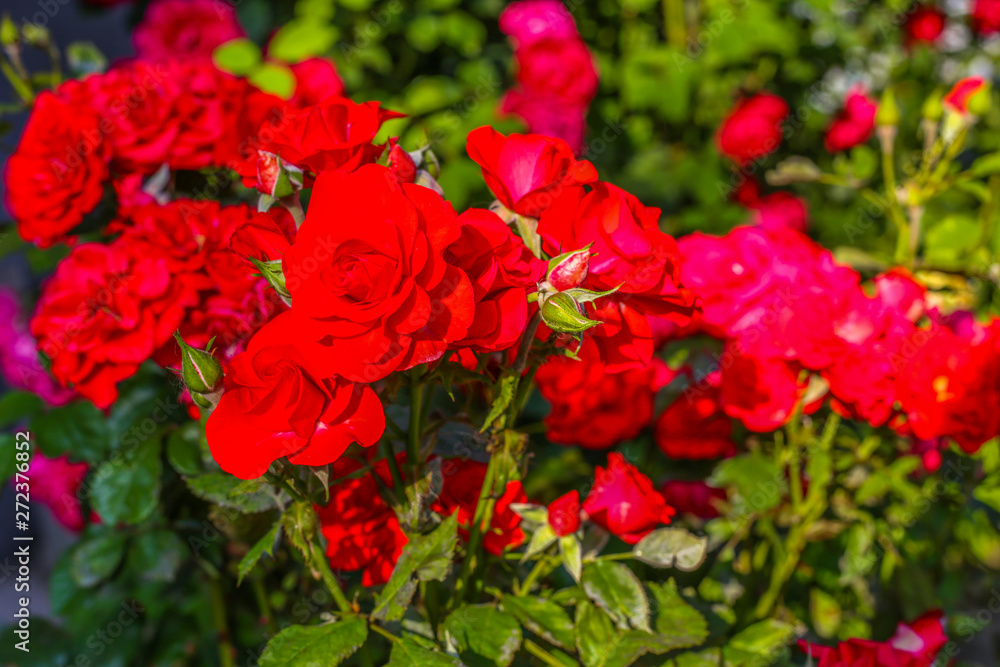 blooming of beautiful red roses in a flowerbed