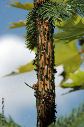 Black spruce rind, Cinara piceae, honeydew photo