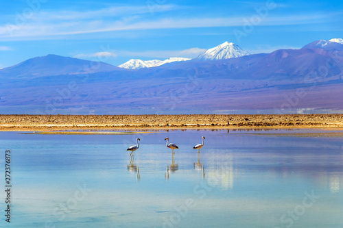 The Chaxa Lagoon with Andean flamingos, flamingo heaven located in the center of the Salar de Atacama, Chile photo