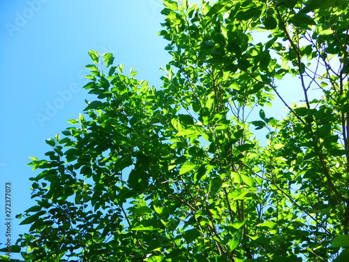 green branch of a tree