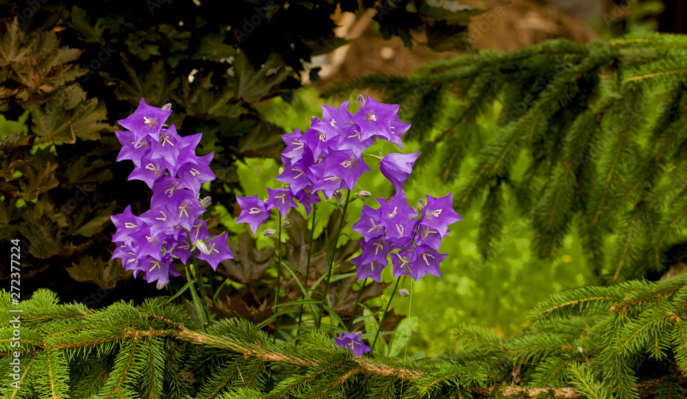 Obraz premium First spring wild flower close-up, wildflower meadow at the heyday.