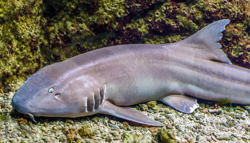 brown banded bamboo shark in closeup, tropical fish from the indo-pacific ocean