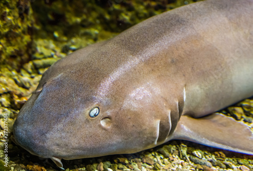 the face of a brown banded bamboo shark in closeup, tropical fish from the indo-pacific ocean