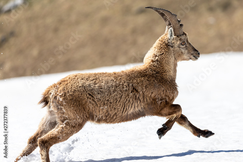 ibex crossing a snow-covered area on the plateaus of the  Vercors Sud.