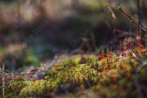Macro photo of moss in spring forest with beautiful bokeh