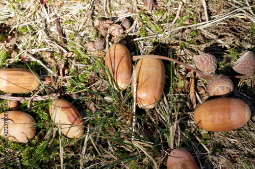 Acorns, Animal Feed, Wild Food, Schmalkalden, Thuringia, Germany, Europe