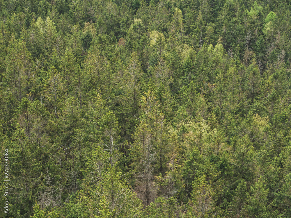 Forest from a bird's eye view Forest from a bird's eye view