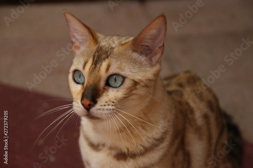 portrait of a bengal cat