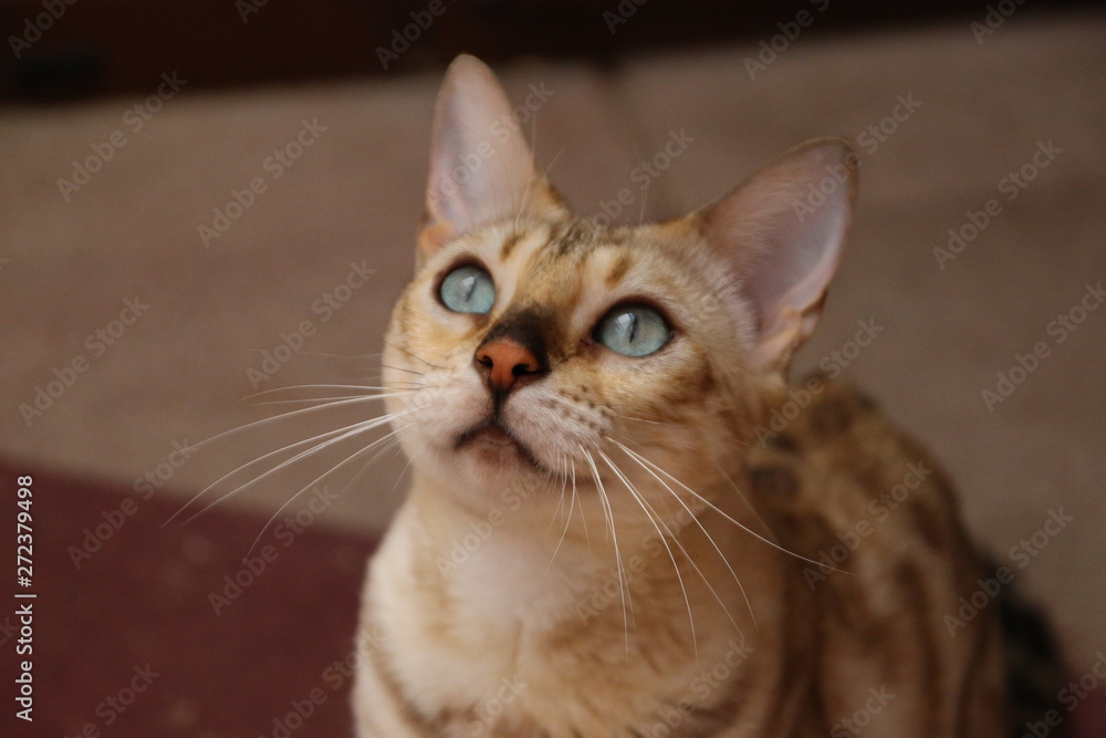 portrait of a cat bengal cat