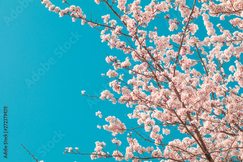 Beautiful cherry blossom sakura in spring time with sky  background in Japan.