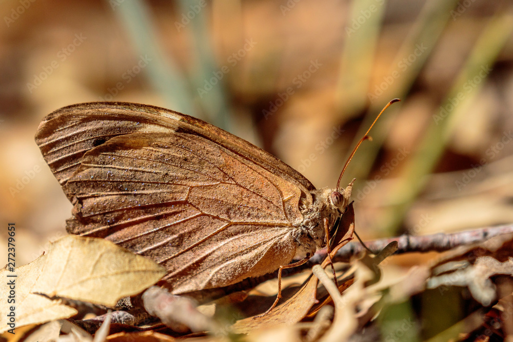 Fototapeta premium A Common Brown butterfly
