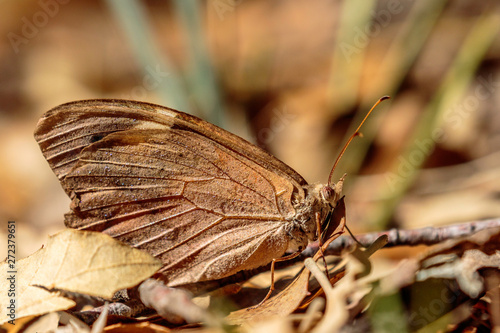 A Common Brown butterfly