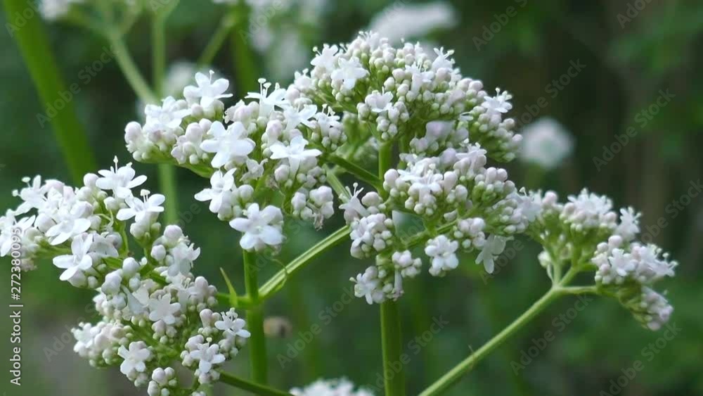 valerian officinalis.White flowers of valerian on a blurred background. valerian officinalis.White flowers of valerian on a blurred background.