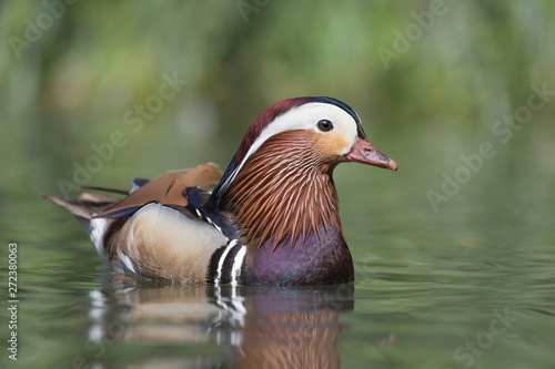 The mandarin duck (Aix galericulata)
