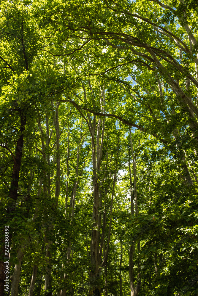 Green foliage trees on a deep rainforest Green foliage trees on a deep rainforest