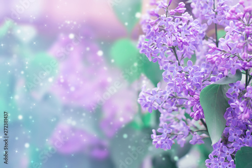 Gentle blurred spring background. Lilac flowers on blurred bokeh background