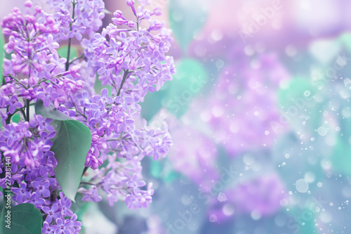 Gentle blurred spring background. Lilac flowers on blurred bokeh background