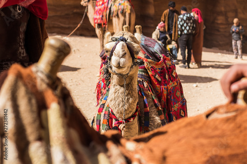 photogenic camel portrait in touristic caravan group in Petra famous world heritage site of Middle East Jordan  photo