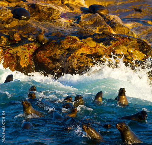 CAPE FUR SEAL, False Bay, South Africa, Africa