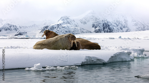 Fotografie An ugly of walruses on the fast ice around Svalbard