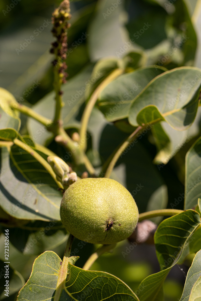 Fototapeta premium Large green walnut on a tree branch, fruit ripening