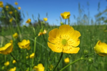 Beautiful yellow buttercup flowers in the meadow, closeup