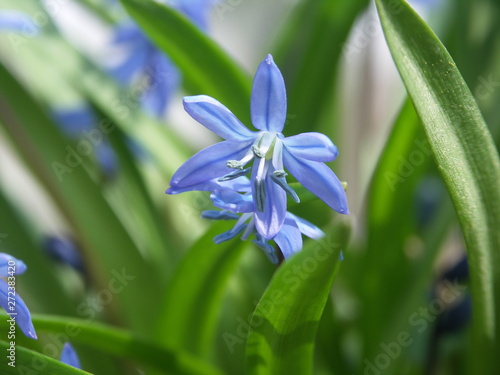 Пролеска голубая, первоцвет, макро