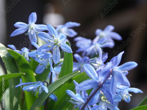 Цветы, Пролеска голубая, первоцвет, крупным планом