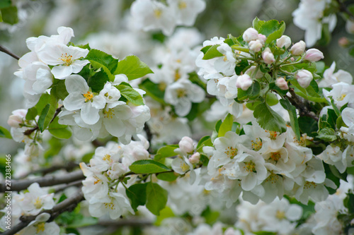 Branch apple tree with green leaves. Spring concept.