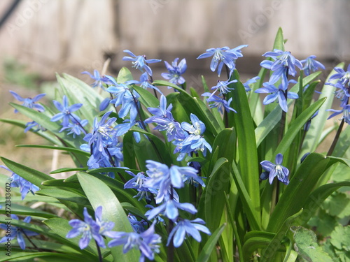 Цветет Пролеска голубая, первоцвет, крупным планом