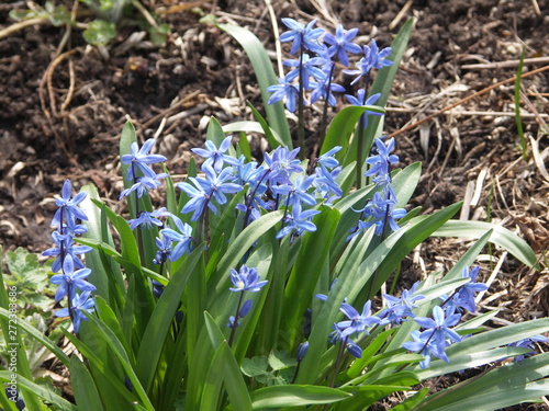 Пролеска голубая, первоцвет