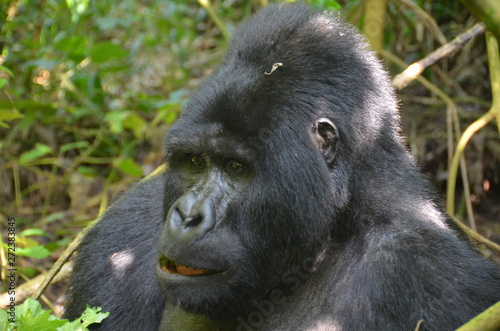 A silverback mountain gorilla in a rainforest in Uganda.Mountain Gorilla sitting in her natural habitat. Africa, Uganda, Bwindi Impenetrable Forest and National Park. Mountain, or eastern gorillas,.