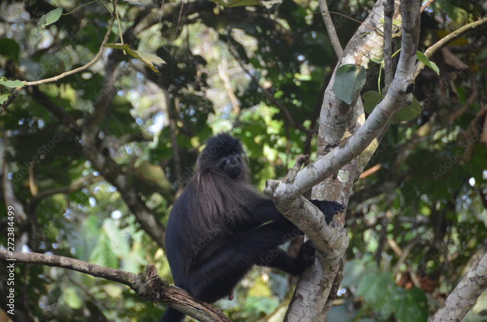 A silverback mountain gorilla in a rainforest in Uganda.Mountain Gorilla sitting in her natural habitat. Africa, Uganda, Bwindi Impenetrable Forest and National Park. Mountain, or eastern gorillas,. A silverback mountain gorilla in a rainforest in Uganda.Mountain Gorilla sitting in her natural habitat. Africa, Uganda, Bwindi Impenetrable Forest and National Park. Mountain, or eastern gorillas,.