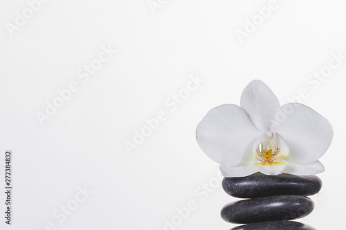 Orchid on stones on white background