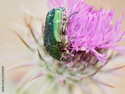 Bright green beetle, with scientific name Cetonia carthami Gory & Percheron, 1833, near Almansa, Spain photo