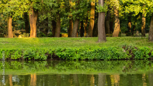 trees grow in a park near the pond