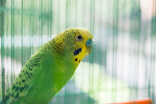 green wavy parrot in a cage, Pets