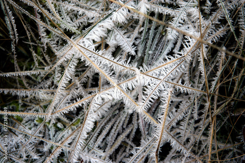 Winter frost ice. Frozen grass