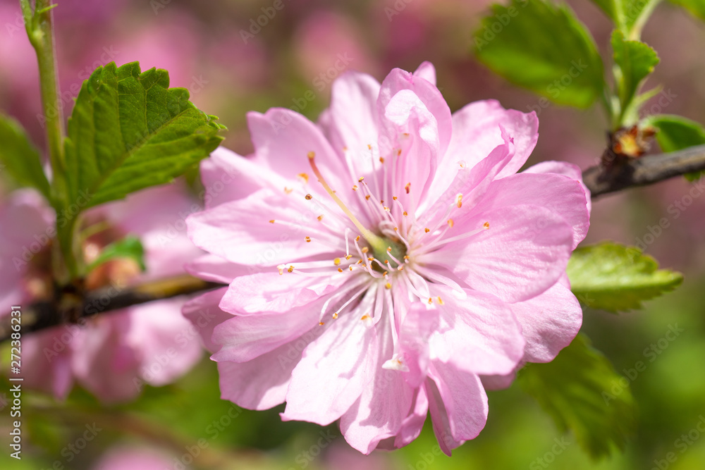 Delicate pink cherry flowers on a blurred romantic background. Delicate pink cherry flowers on a blurred romantic background.