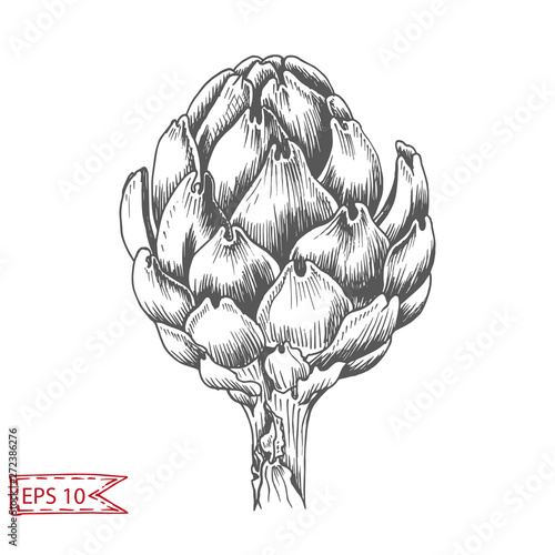Vector background, sketch artichoke.