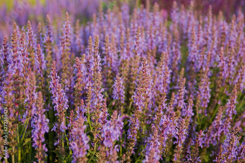Lavender flowers blooming. Purple field flowers background. Tender lavender flowers