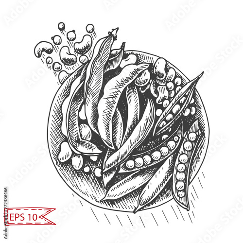 Vector illustration sketch peas, beans, legumes. Vegetable hand drawn card.