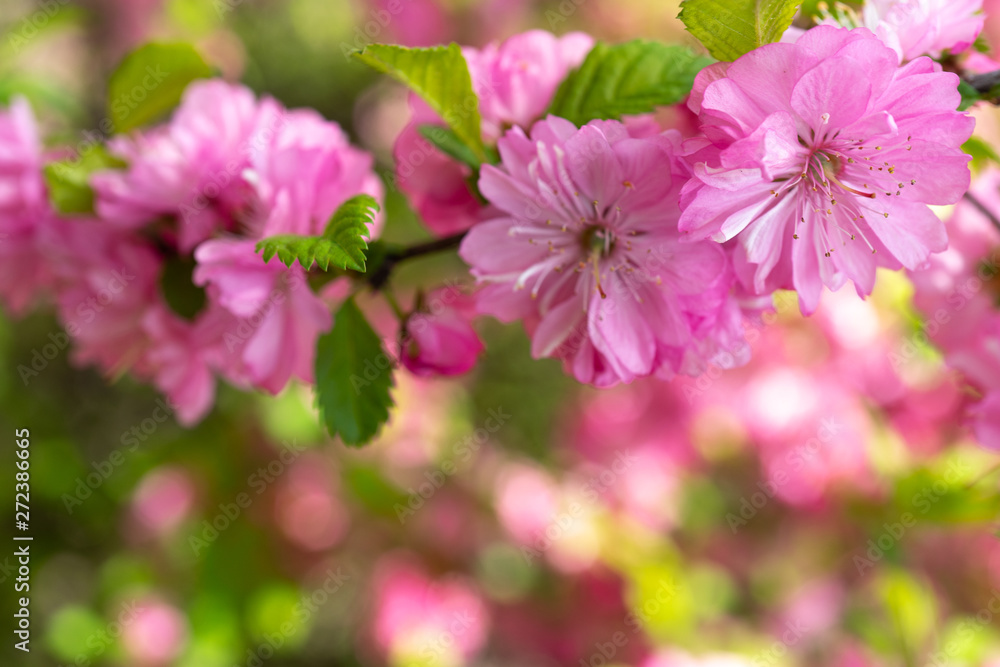 Delicate pink cherry flowers on a blurred romantic background. Delicate pink cherry flowers on a blurred romantic background.
