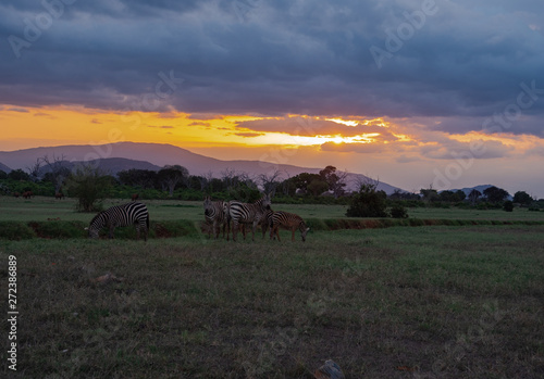 Landscape of Tsavo East National Park, Kenya